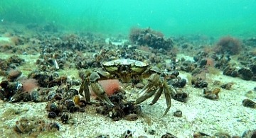 Tauchausbildung PADI Dive Center NICEDIVE4U Timmendorfer Strand bietet Dir alles rund ums Tauchen! Ausbildung gegen Mitarbeit Divemaster und Assistent Instructor